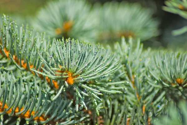 Isolated image of spruce branches with drops — Stock Photo, Image