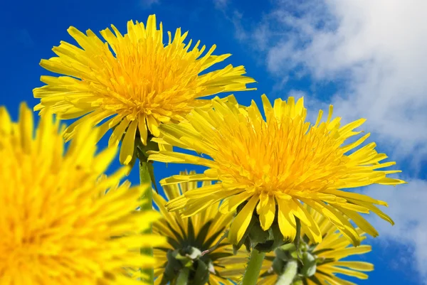 Image of beautiful flowers closeup — Stock Photo, Image