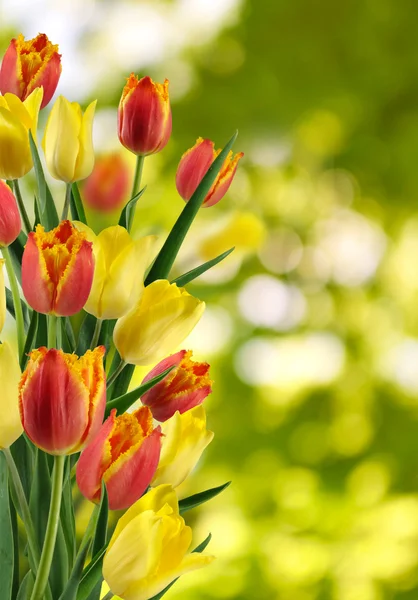 Obrázek z mnoha květiny v zahradě closeup — Stock fotografie