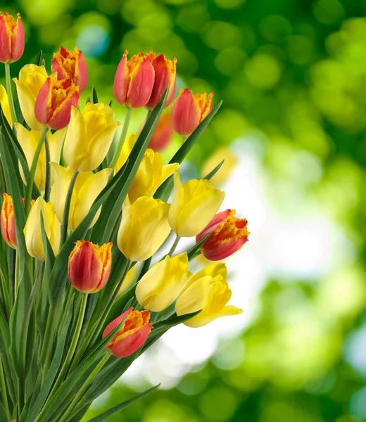 Imagen de muchas flores en el primer plano del jardín —  Fotos de Stock