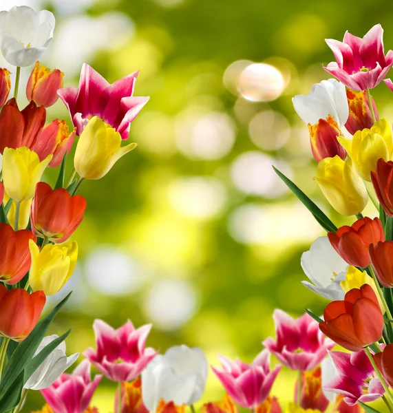 Bilden av många blomma i trädgården närbild — Stockfoto