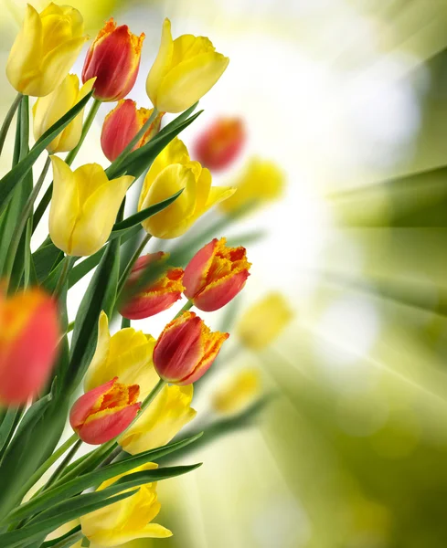 Obrázek z mnoha květiny v zahradě closeup — Stock fotografie