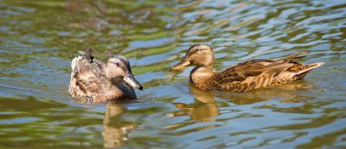  su yakın çekim iki civciv görüntü
