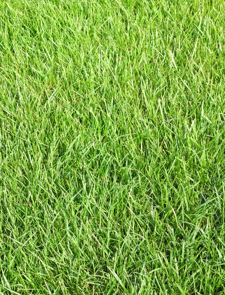 Imagem de uma grama no jardim close-up — Fotografia de Stock