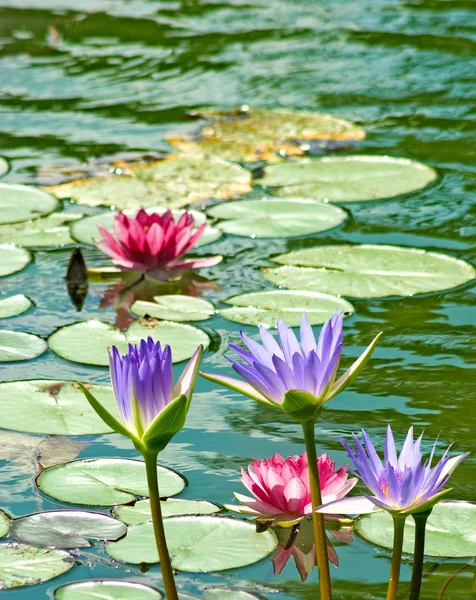 Flor de loto en el agua — Foto de Stock