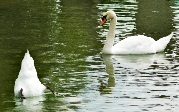image of two swans on the water close-up