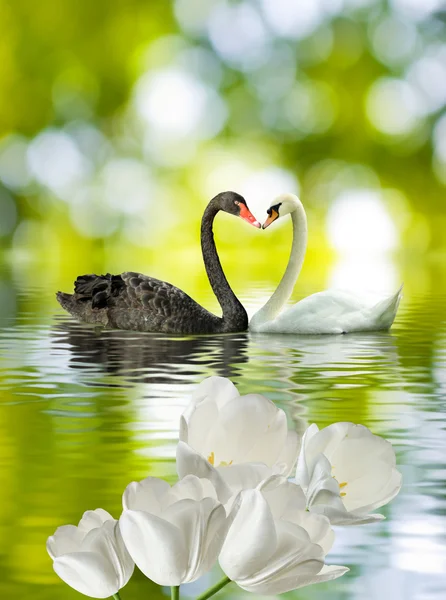 Imagem de dois cisnes na água close-up — Fotografia de Stock