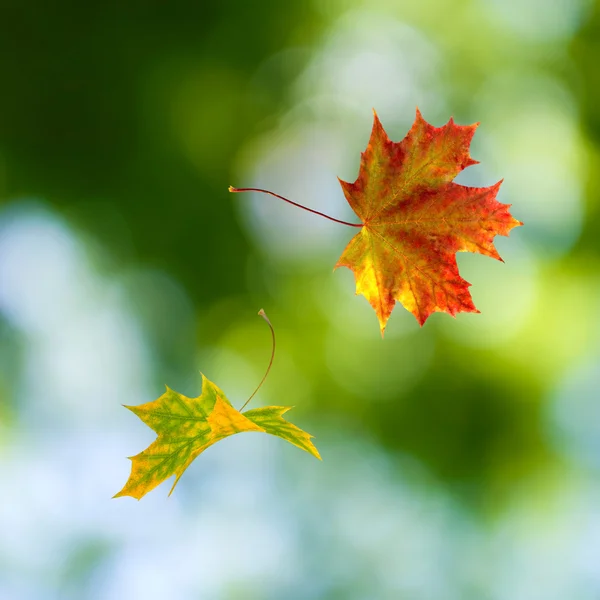 Imagen de hojas secas de otoño primer plano — Foto de Stock