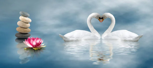 Image of two swans on water closeup