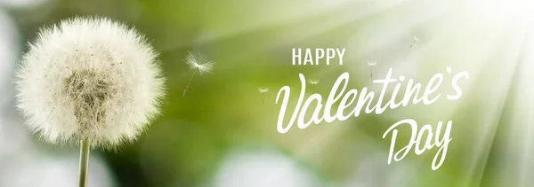Feliz Día San Valentín Con Diente León Sobre Fondo Colorido — Foto de Stock