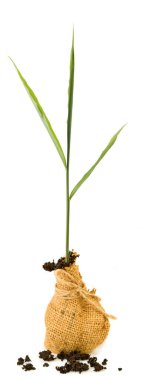 Beyaz arkaplanda büyüyen kızıl görüntüsü