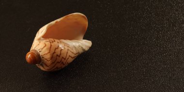 Siyah bir arkaplanda deniz kabuğu görüntüsü