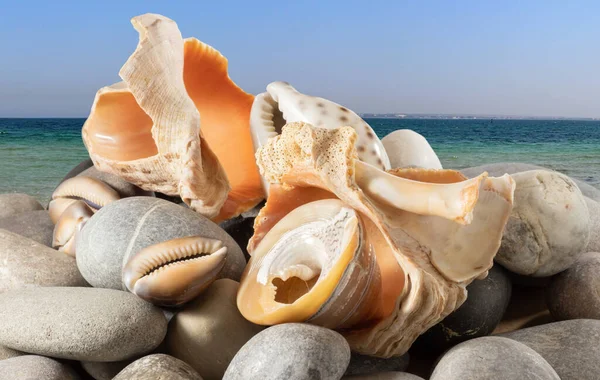 Obraz Mušlí Kamenech Pozadí Moře — Stock fotografie