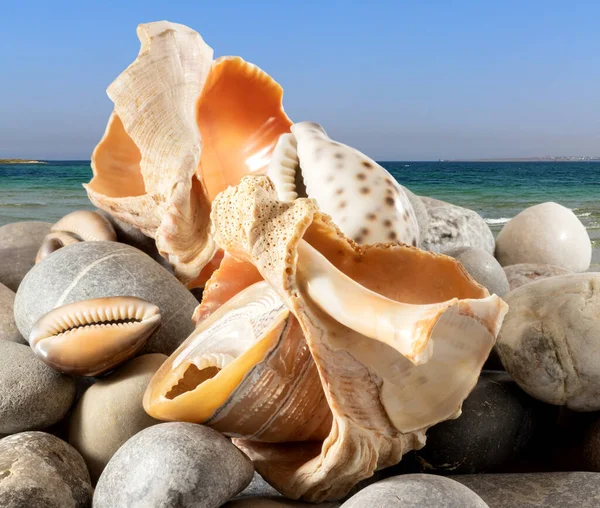 Obraz Mušlí Kamenech Pozadí Moře — Stock fotografie