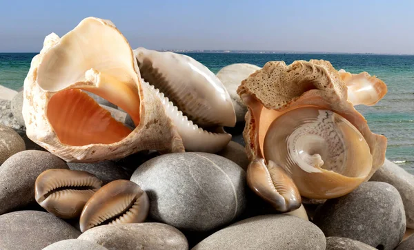 Het Beeld Van Schelpen Stenen Tegen Achtergrond Van Zee — Stockfoto