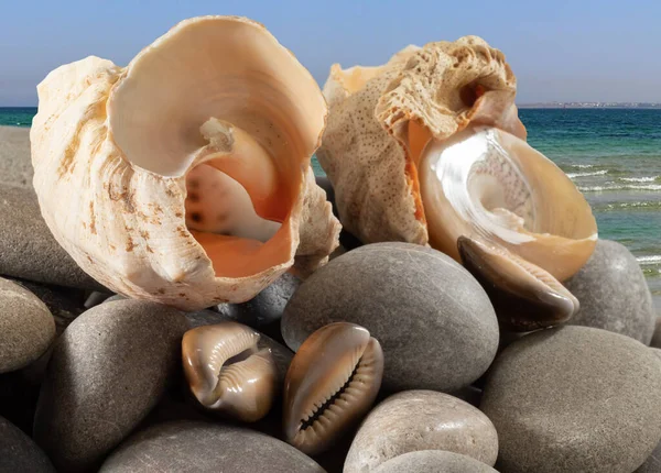 Het Beeld Van Schelpen Stenen Tegen Achtergrond Van Zee — Stockfoto