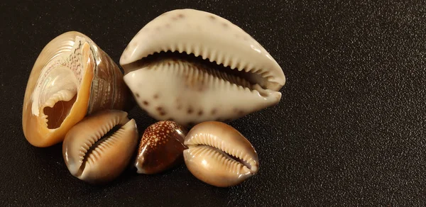 Image Seashells Black Background Close — Stock Photo, Image