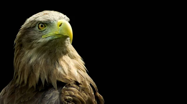 Image Eagle Head Background Starry Sky — Stock Photo, Image