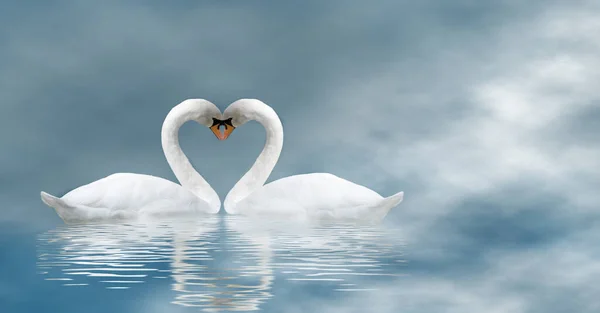 Feliz Dia Dos Namorados Com Dois Cisnes Fundo Névoa Azul — Fotografia de Stock