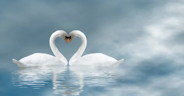 Feliz Día San Valentín Con Dos Cisnes Sobre Fondo Neblina — Foto de Stock