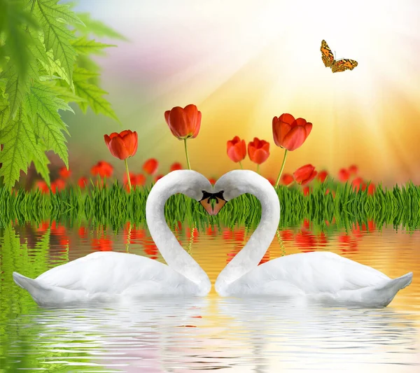 Feliz Día San Valentín Con Hermosas Flores Festivas Dos Cisnes — Foto de Stock