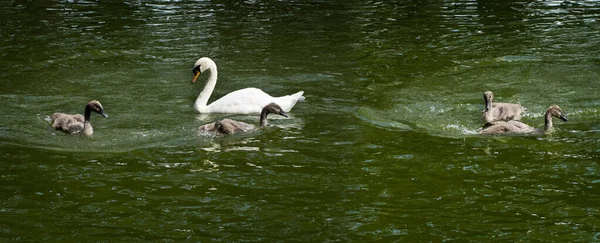 Picture Little Baby Swans Frolic Supervision Mother — Stock Photo, Image
