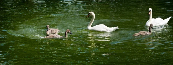 Foto Pequenos Cisnes Bebê Brincadeira Sob Supervisão Sua Mãe — Fotografia de Stock