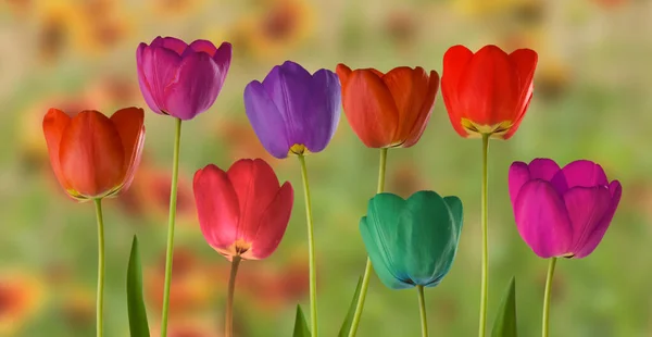 Zbliżenie Kolorowych Tulipanów Zielonym Zamazanym Tle — Zdjęcie stockowe