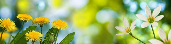 Immagine Bellissimi Fiori Giardino Sfondo Sfocato Primo Piano — Foto Stock