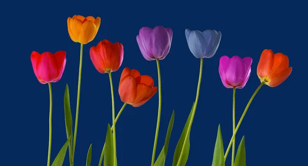 Bild Von Vielen Blumen Von Tulpen Einem Garten Nahaufnahme — Stockfoto
