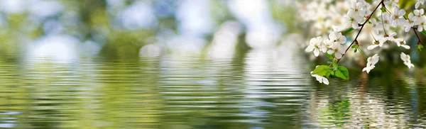 水面特写上开花枝条的图像 — 图库照片