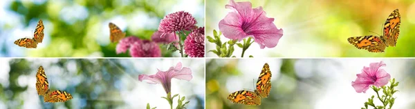 Obraz Pięknych Kwiatów Ogrodzie Blure Tle Zbliżenie — Zdjęcie stockowe