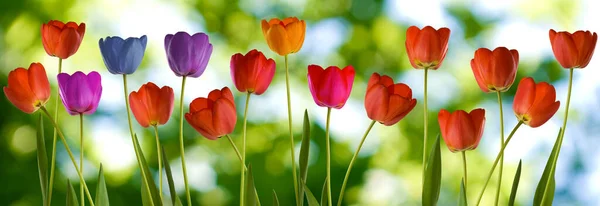 Obraz Wielu Kwiatów Tulipanów Ogrodzie Zbliżenie — Zdjęcie stockowe