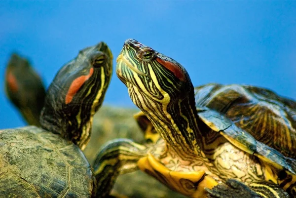 Image of turtles on a blue background — Stock Photo, Image