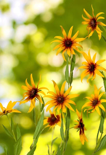 Hermosas flores en el parque sobre un fondo verde — Foto de Stock