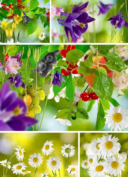 Schöne Blumen im Garten Nahaufnahme — Stockfoto