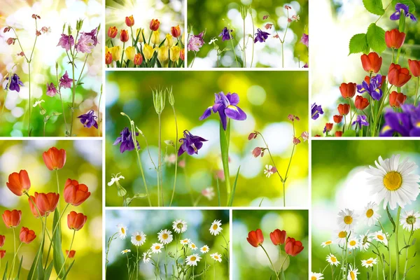 Beautiful flowers in the garden closeup — Stock Photo, Image