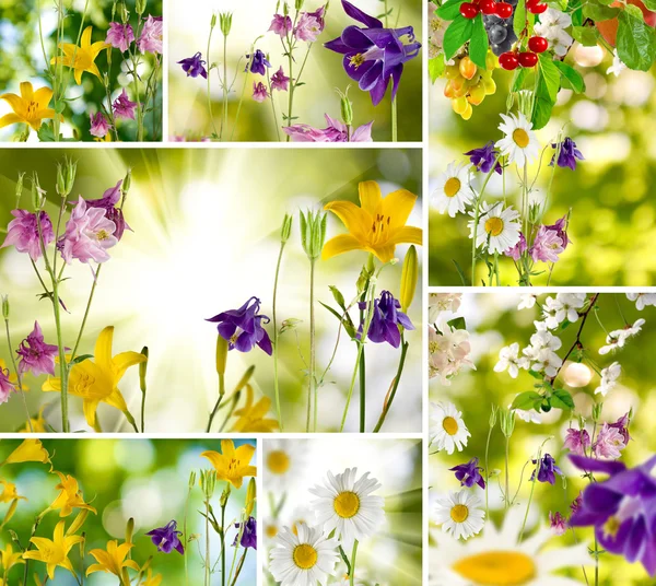 Schöne Blumen im Garten Nahaufnahme — Stockfoto