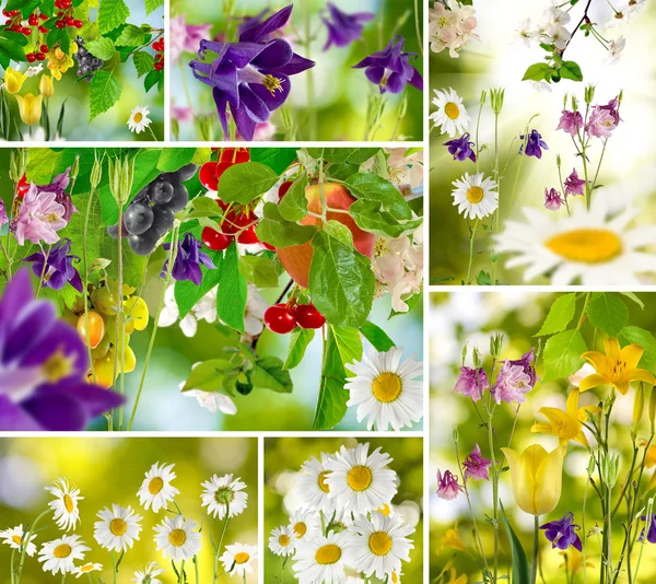 Schöne Blumen im Garten Nahaufnahme — Stockfoto