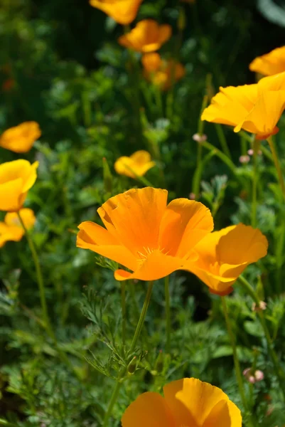 Papoilas flores no jardim — Fotografia de Stock