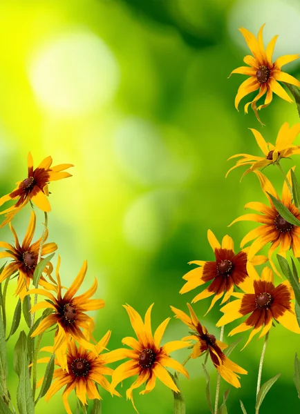 Gyönyörű virágok a kertben — Stock Fotó