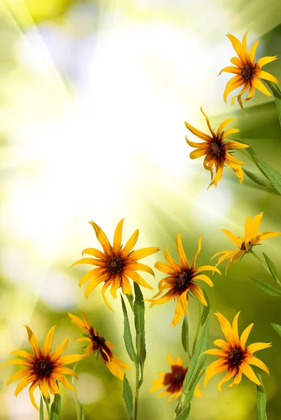 Flores en el parque contra el sol — Foto de Stock