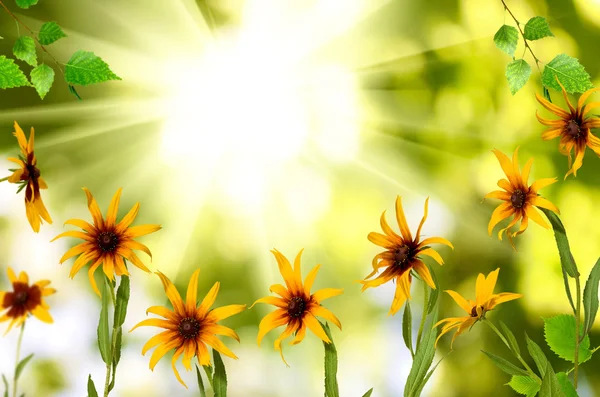 Hermosas flores en el jardín contra el sol — Foto de Stock