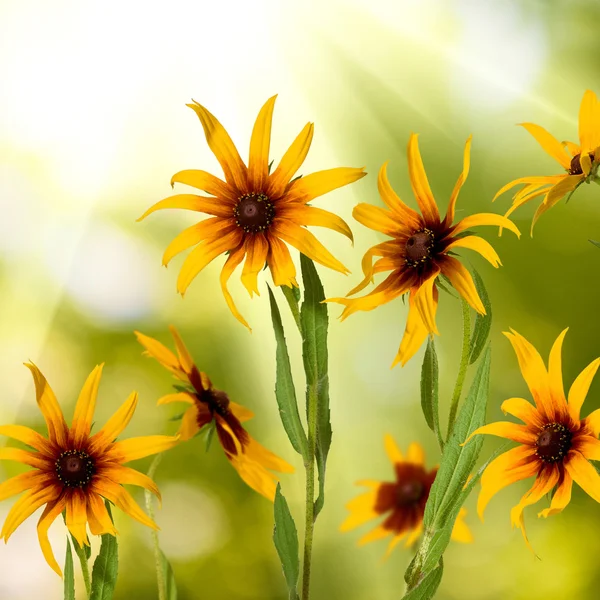 Hermosas flores en el jardín — Foto de Stock