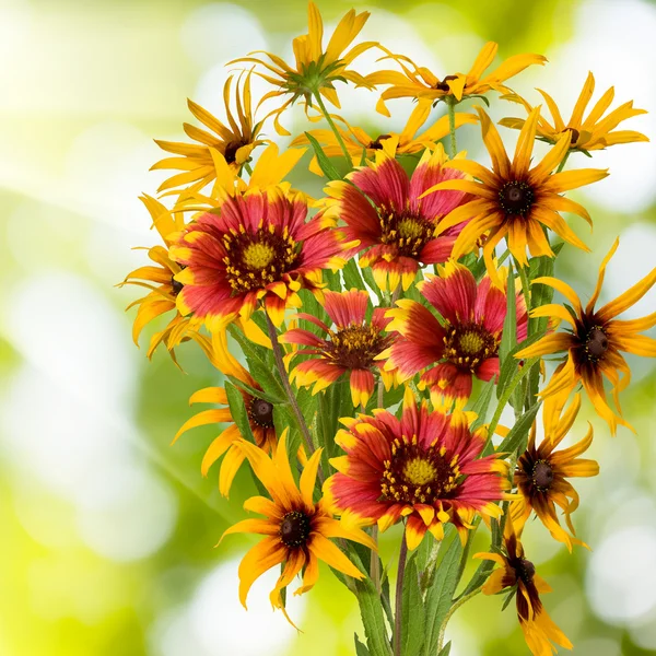 Květiny v zahradě na zeleném pozadí — Stock fotografie