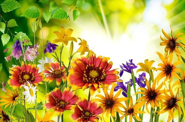 Blumen im Park gegen die Sonne — Stockfoto