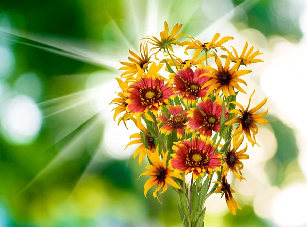 Flores en el parque sobre un fondo verde — Foto de Stock