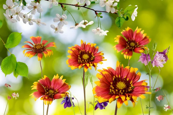 Flowers in the garden against the sun — Stock Photo, Image