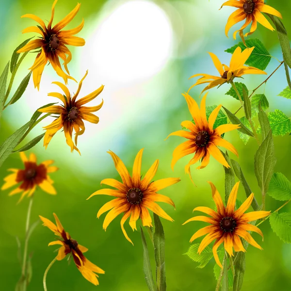 Flores en el jardín contra el sol — Foto de Stock