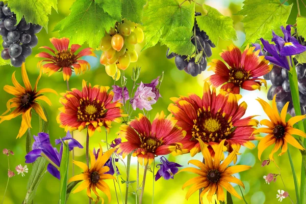 Güneşe karşı bahçede çiçek — Stok fotoğraf